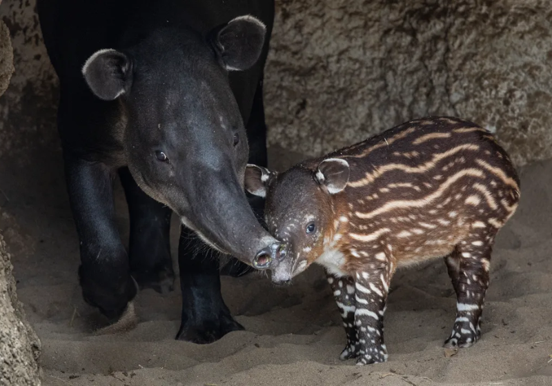 Filhote de anta ameaçado de extinção nasce em zoo e sorriso encanta visitantes
