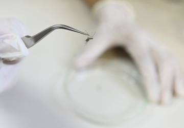 Número de mortes por dengue na Paraíba em 2024 já ultrapassa todo o ano de 2023