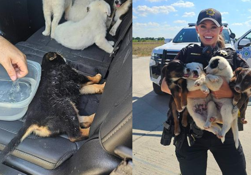 Policiais resgatam 8 filhotes de cão abandonados em caixa sem água e ração