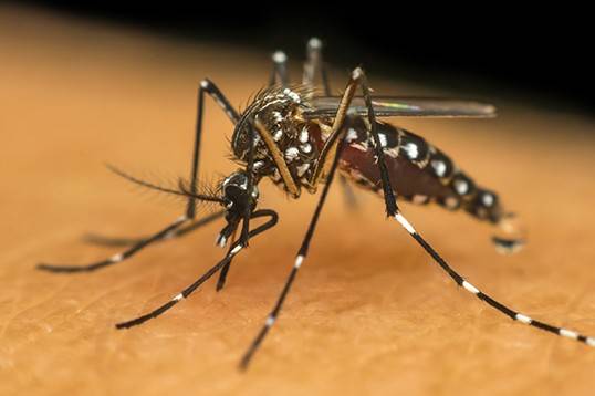 Número de mortes por dengue no Alto Tietê aumenta dez vezes em 2024; veja números por cidade
