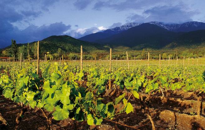 Faça o quiz e teste seu conhecimento sobre vinho chileno!